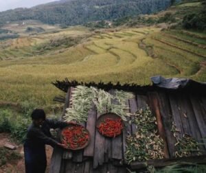 Naga Agricultural Tools 