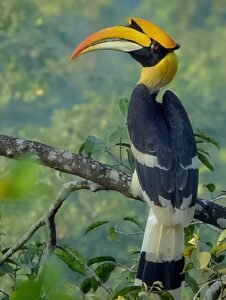 The Majestic Hornbill: A Symbol of Unity and Identity Among the Nagas