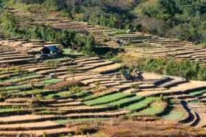 Terrace paddy fields, Khonoma Village, Nagaland, India.