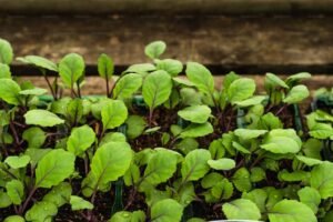 Gardening in Nagaland Post Lockdown