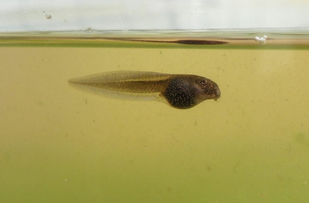 tadpole