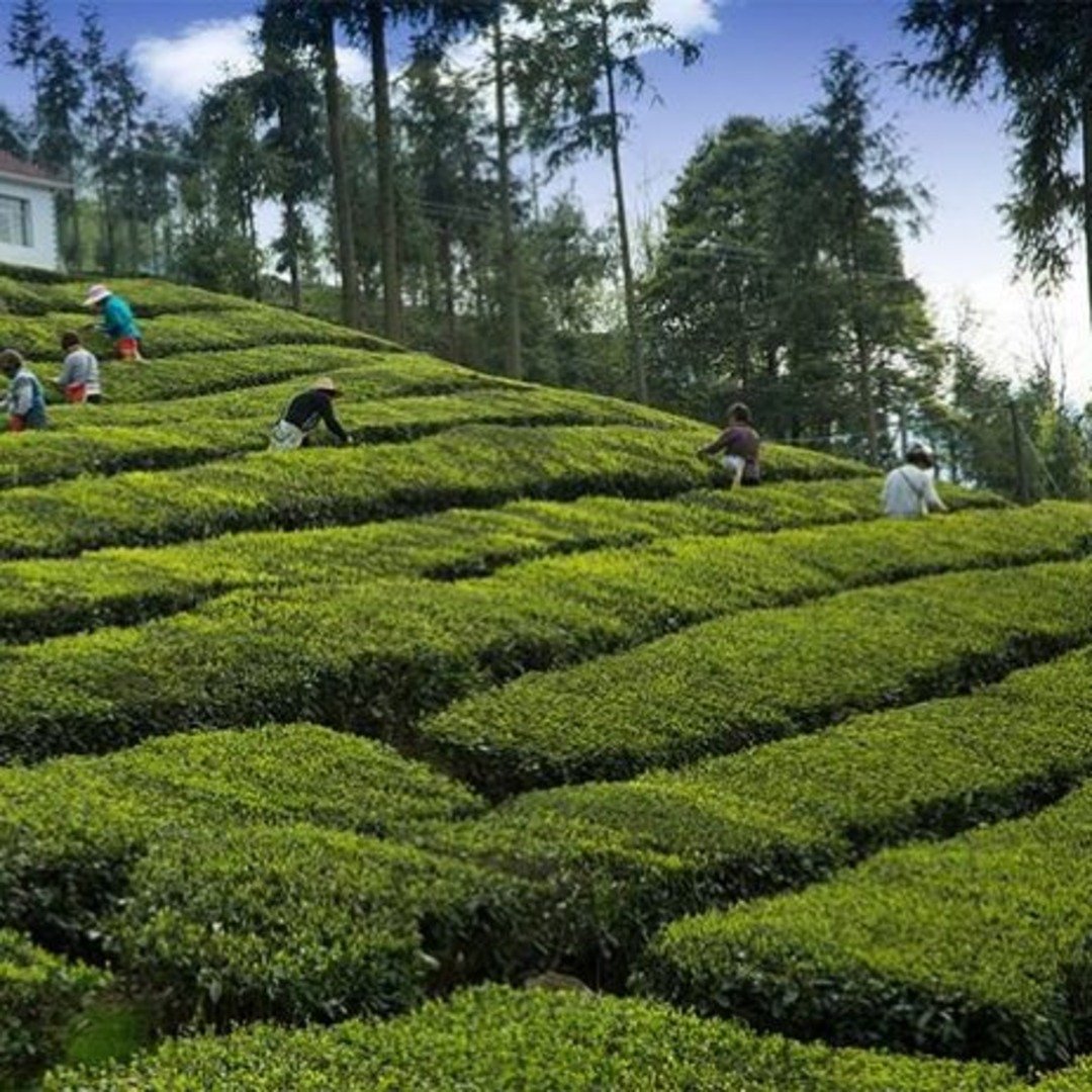 Nagaland's Tea Gardens A Sojourn Into Enigmatic Wilderness Nagabusiness