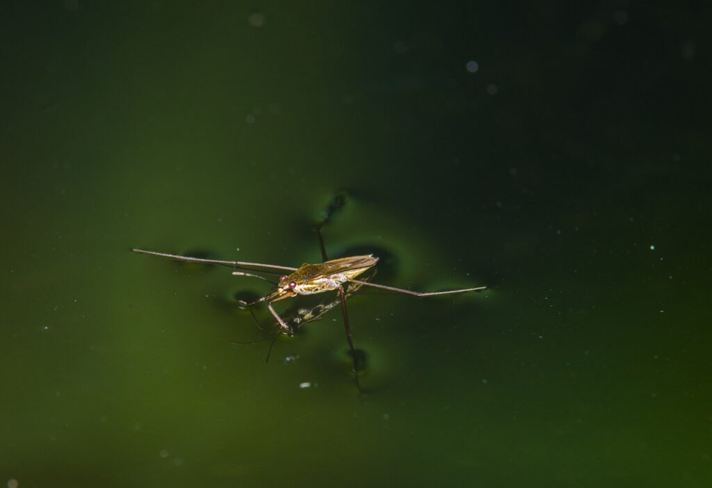 water strider