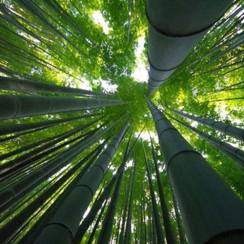 Bamboo and Canе Culturе in Nagaland: Upholding Tradition and Fostеring Artistry