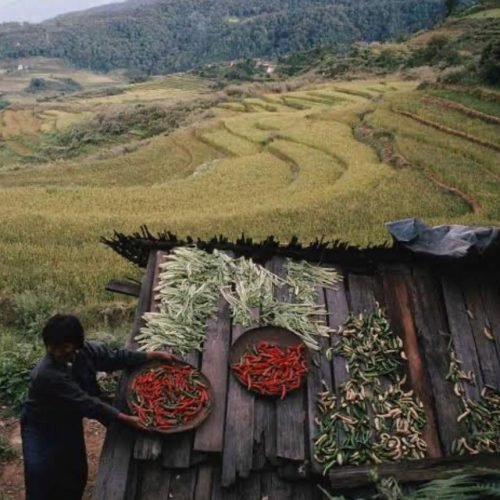 Naga Agricultural Tools 