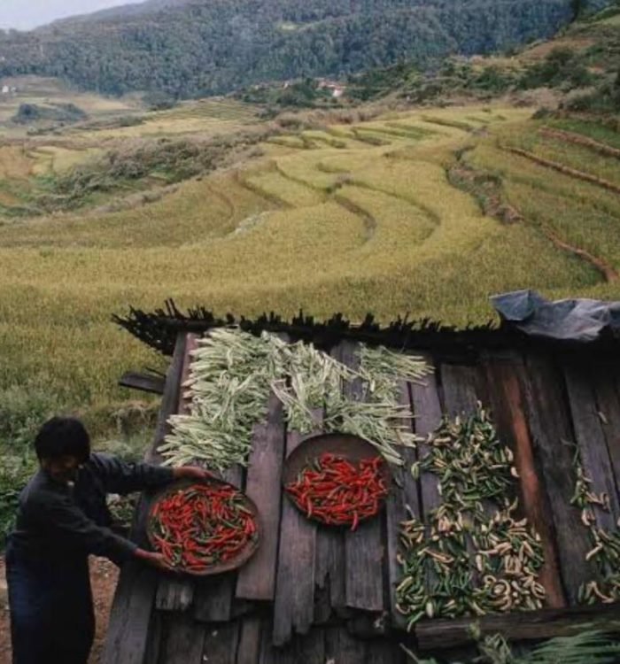 Naga Agricultural Tools 