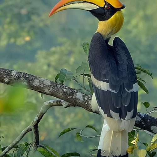 The Majestic Hornbill: A Symbol of Unity and Identity Among the Nagas