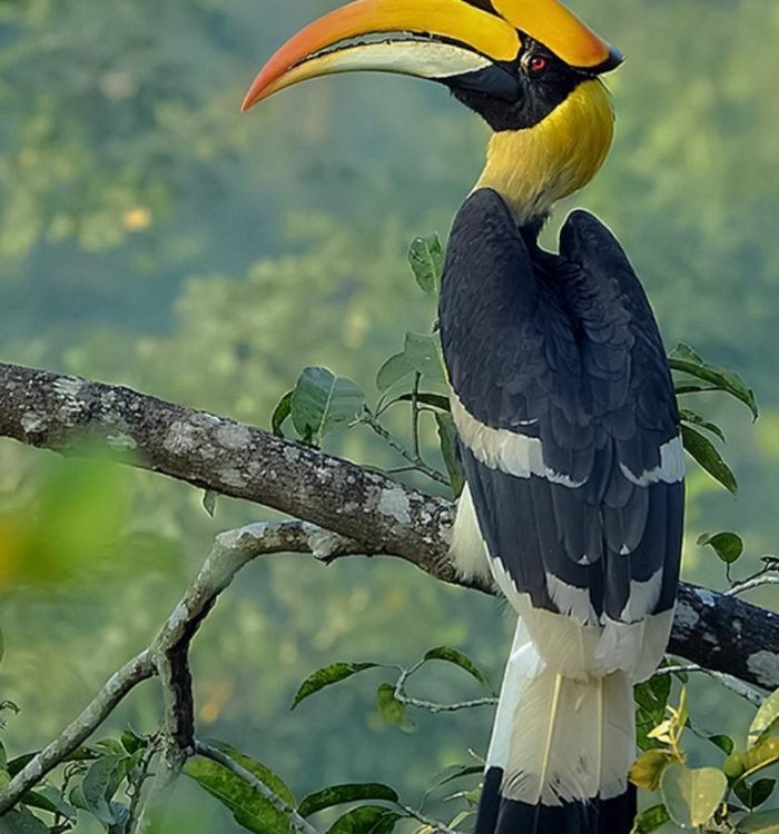 The Majestic Hornbill: A Symbol of Unity and Identity Among the Nagas