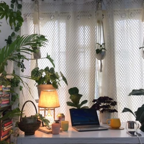 Discover the Hidden Health Treasures of Indoor Plants: Your Pathway to a Healthier and Happier Life