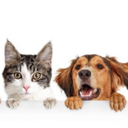 Funny happy dogs and cats peeking over blank white web banner or social media cover with paws hanging over