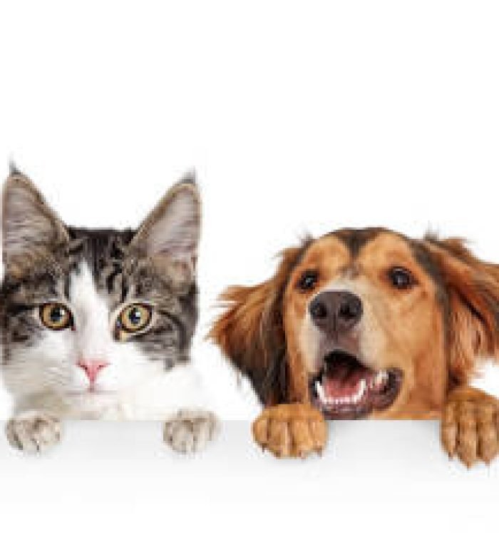 Funny happy dogs and cats peeking over blank white web banner or social media cover with paws hanging over