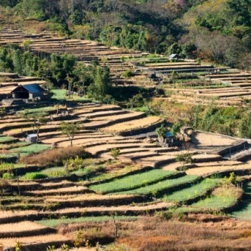 Terrace paddy fields, Khonoma Village, Nagaland, India.