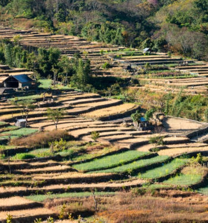 Terrace paddy fields, Khonoma Village, Nagaland, India.