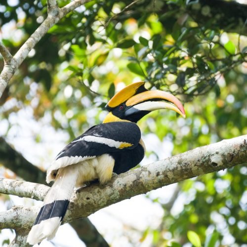Hornbill – Festival of all Festivals
