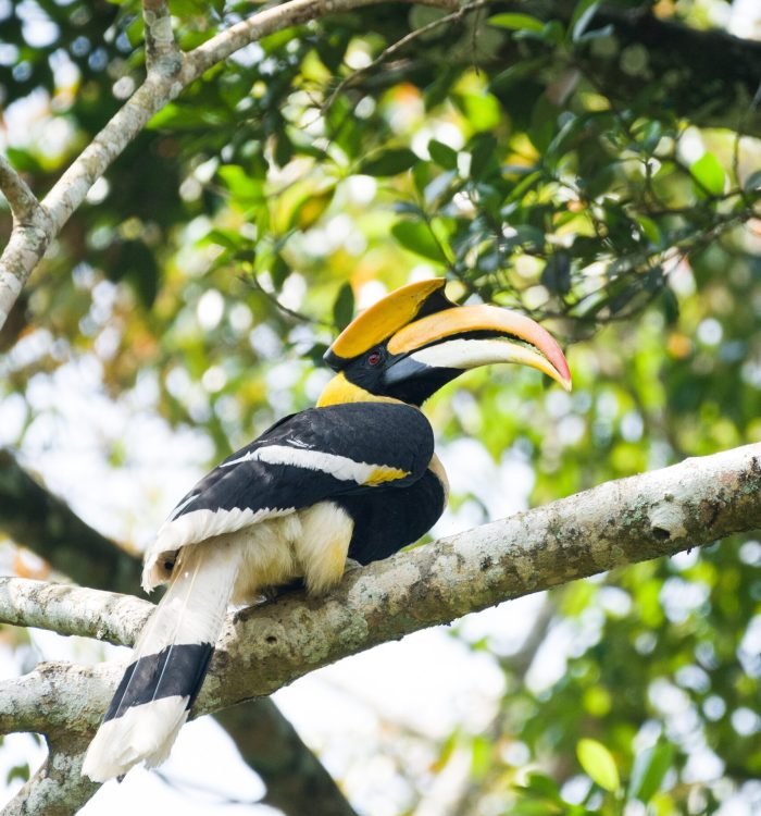 Hornbill – Festival of all Festivals