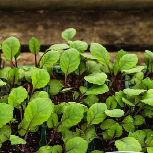 Gardening in Nagaland Post Lockdown