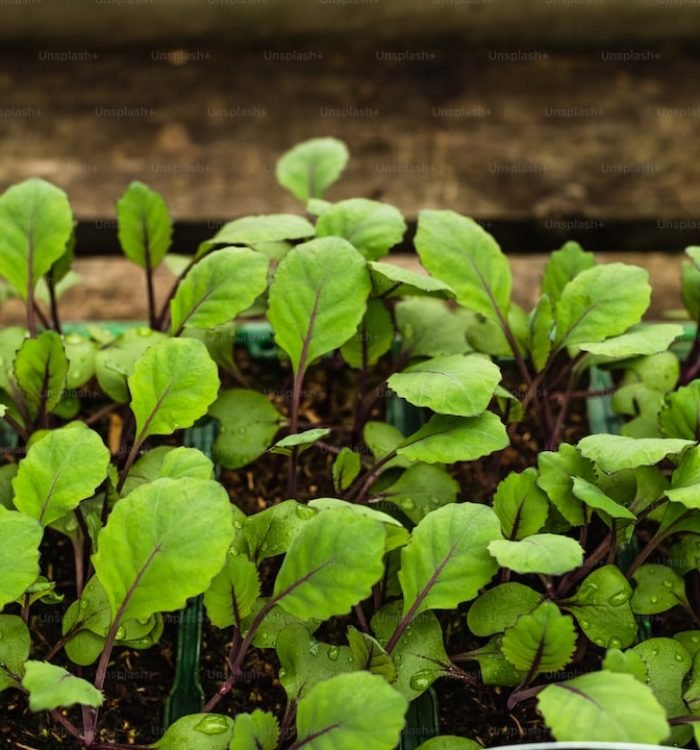 Gardening in Nagaland Post Lockdown