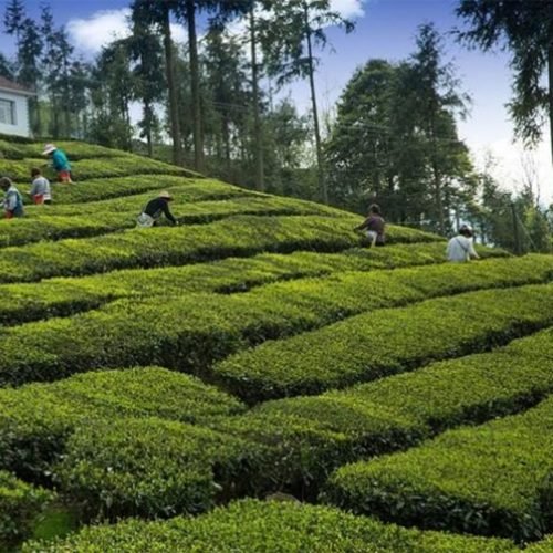 Nagaland’s Tea Gardens: A Sojourn Into Enigmatic Wilderness